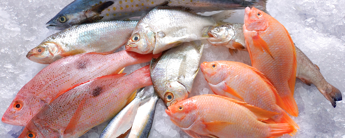 Pescados Juarez en Burgos :: Distribución de pescado en Burgos